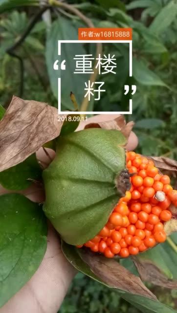 四川重楼白芨种植与快手新农人 从田间到“伟哥的主页”的致富路